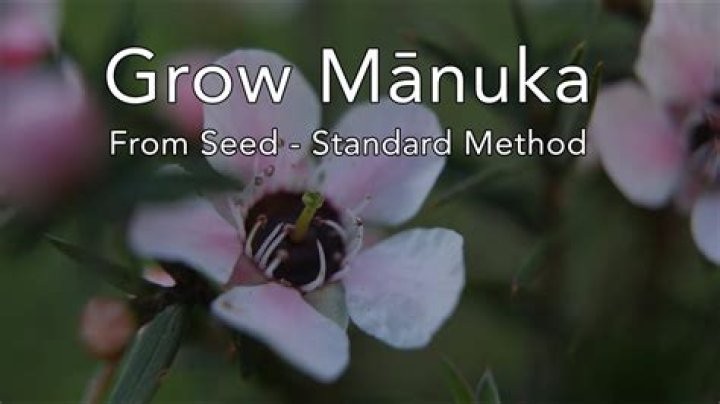 How do manuka flowers grow