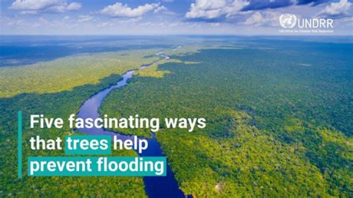How do trees help reduce flooding