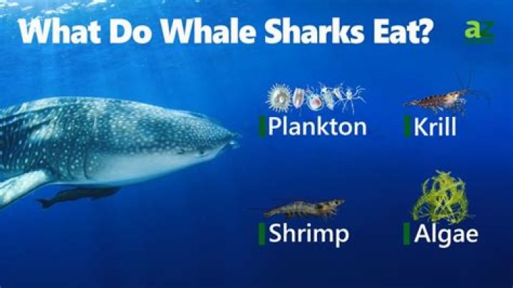 How do whale sharks eat
