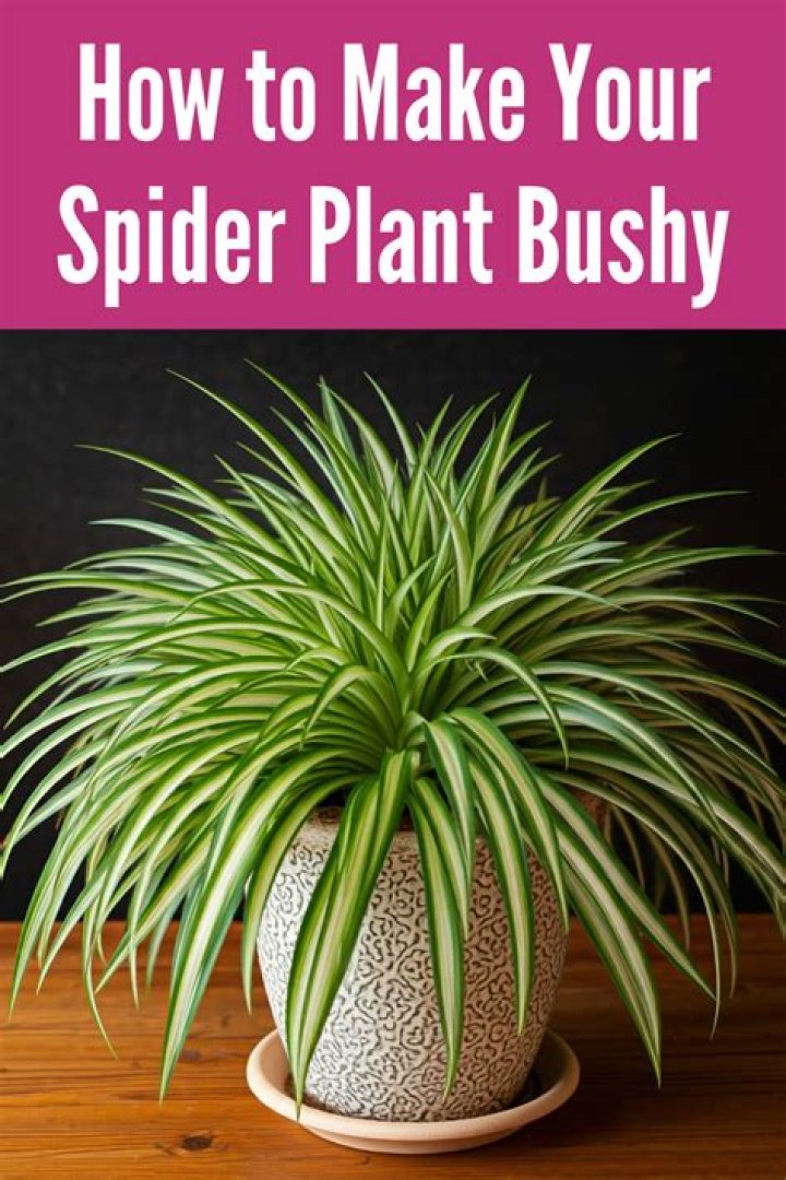 How do you care for a Bonnie spider plant