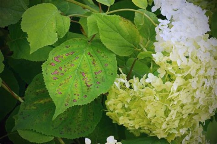 How do you get rid of black spots on hydrangea leaves