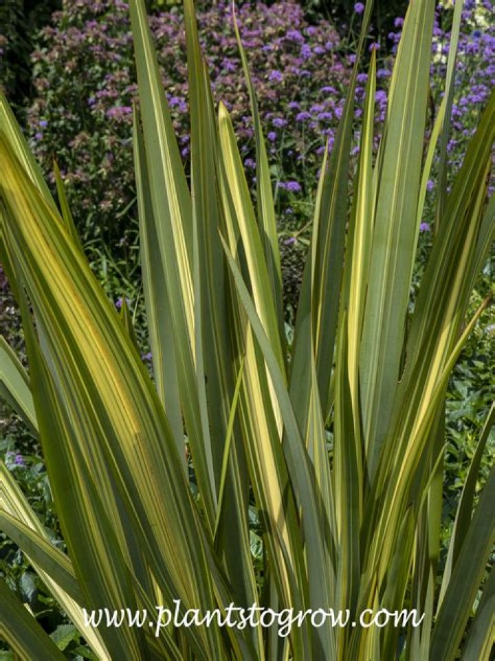 How do you grow Phormium tenax from seed