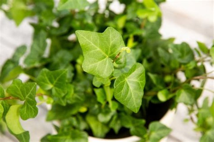 How do you keep ivy plants indoors