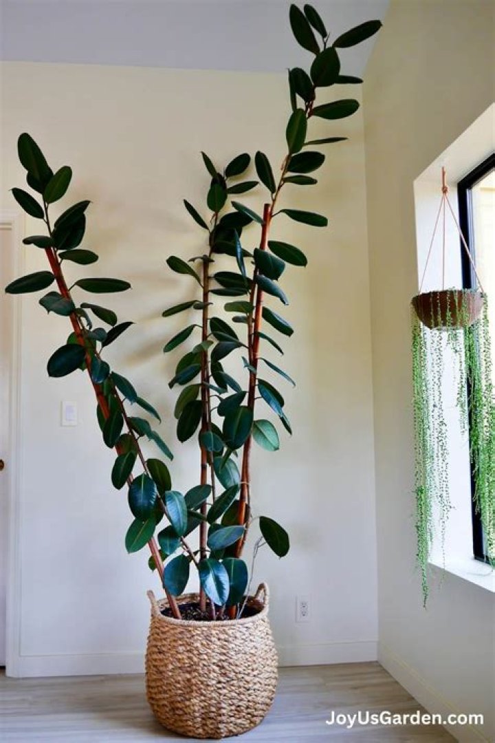 How do you plant a climbing ficus tree