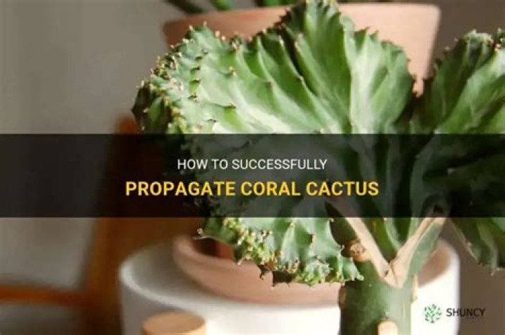 How do you plant a coral cactus