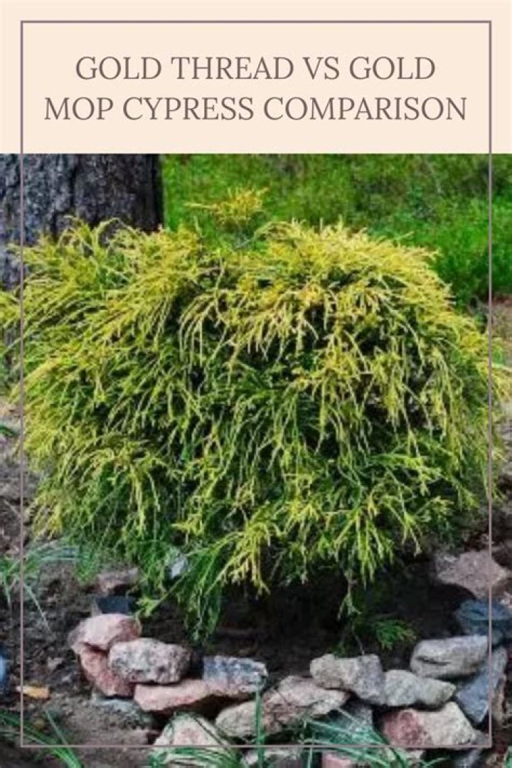 How do you plant gold mop cypress
