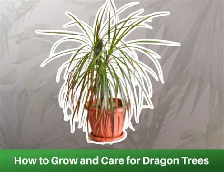 How do you propagate Madagascar dragon plant
