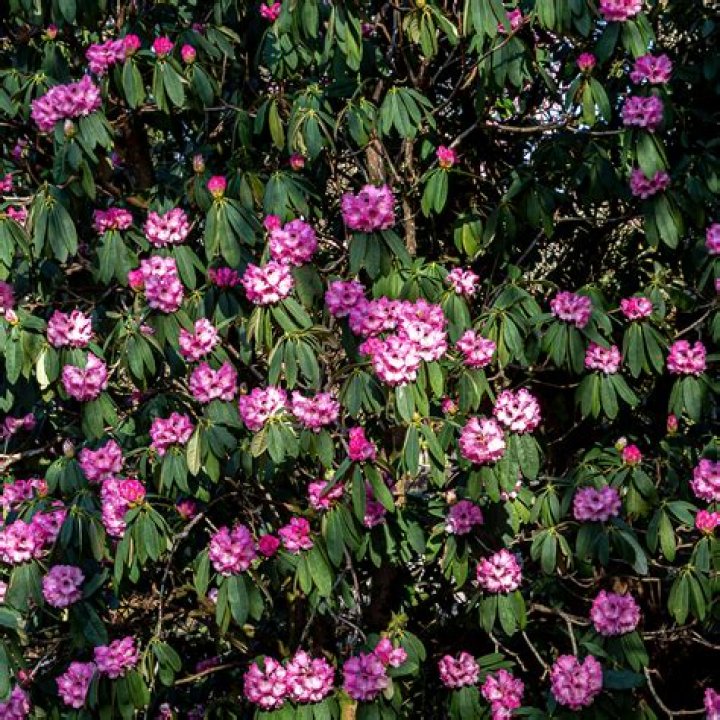 How do you prune rhododendrons in the spring