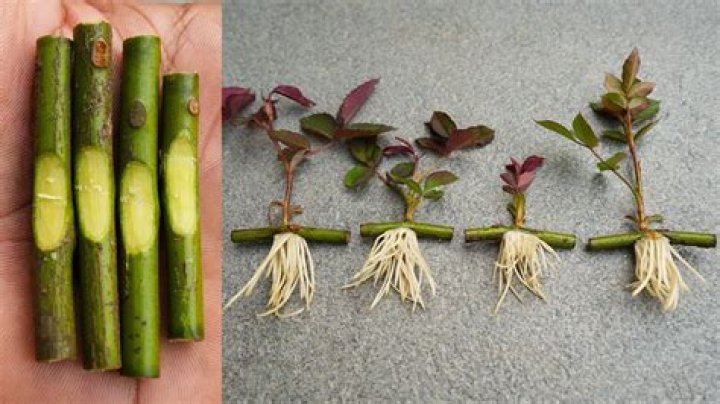 How do you root Althea cuttings