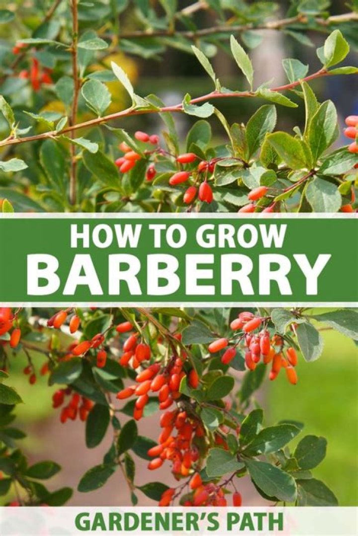 How do you root barberry cuttings