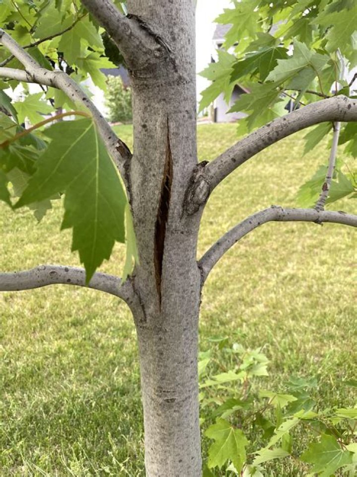 How do you treat a tree that has a split bark