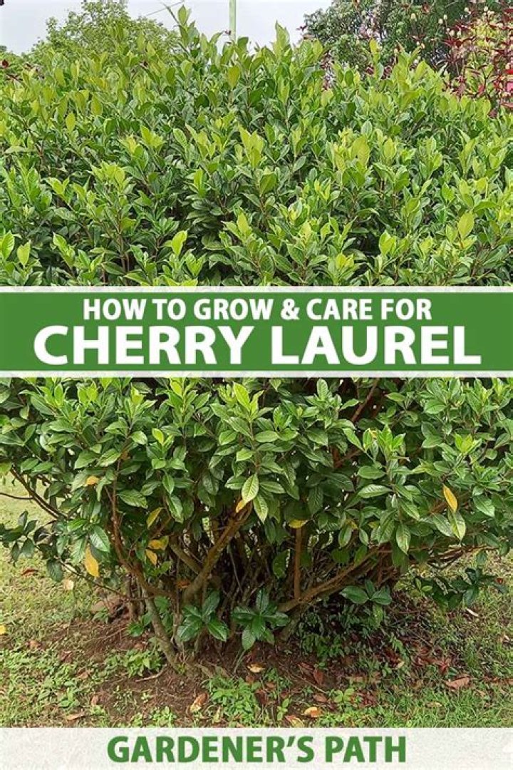 How fast does Indian laurel grow