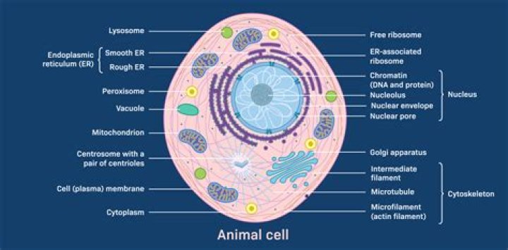 How is an animal cell like a castle