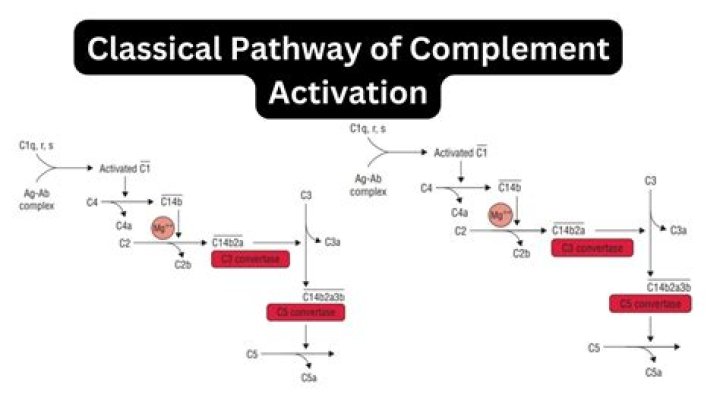 How is the classical pathway of complement activated