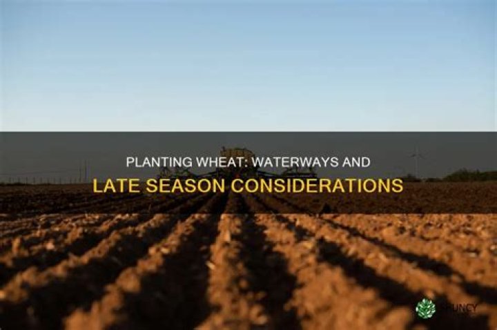 How late can you plant wheat