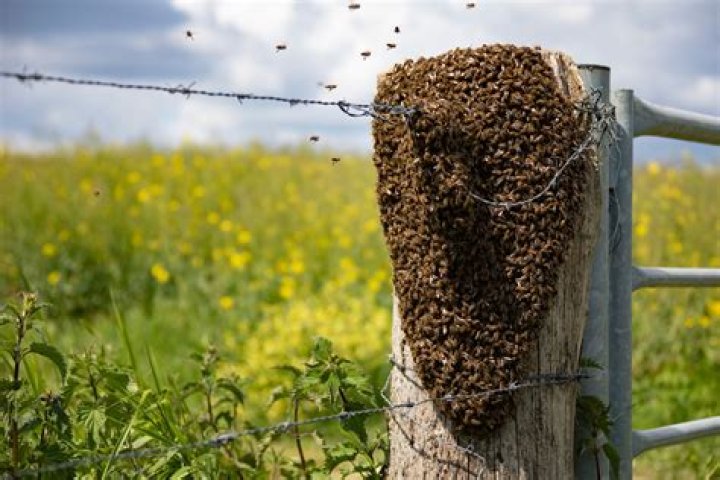 How late in the year will honey bees swarm