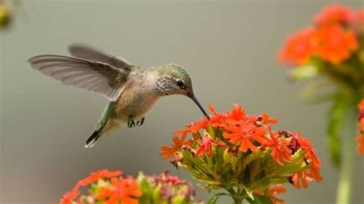 How long do hummingbirds stay in Maine