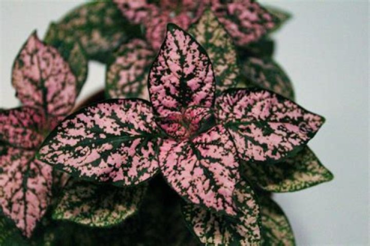 How long do polka dot plants live