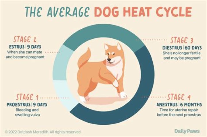 How Long Does A Dog Stay In Heat Chihuahua