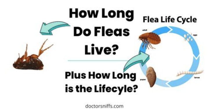 How long does a kingfisher live