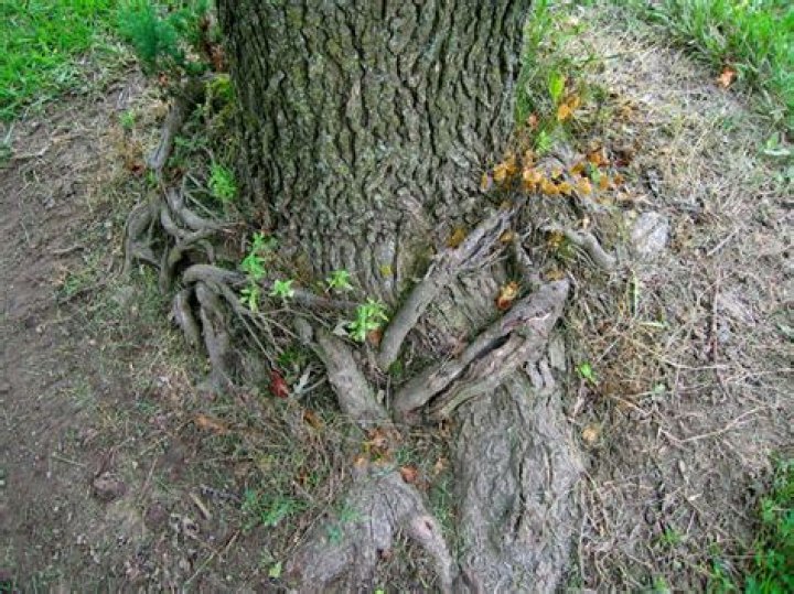 How long does it take a tree to die after girdling