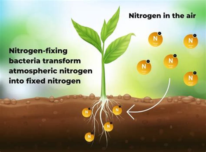 How long does it take for legumes to fix nitrogen