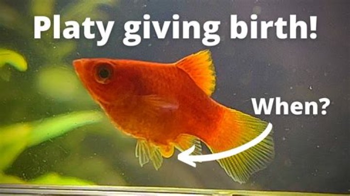 How Long Is A Platy Fish Pregnant For