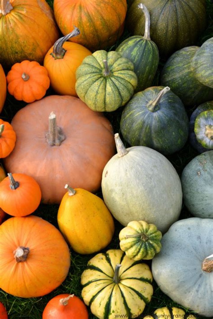 How long will an uncut pumpkin last