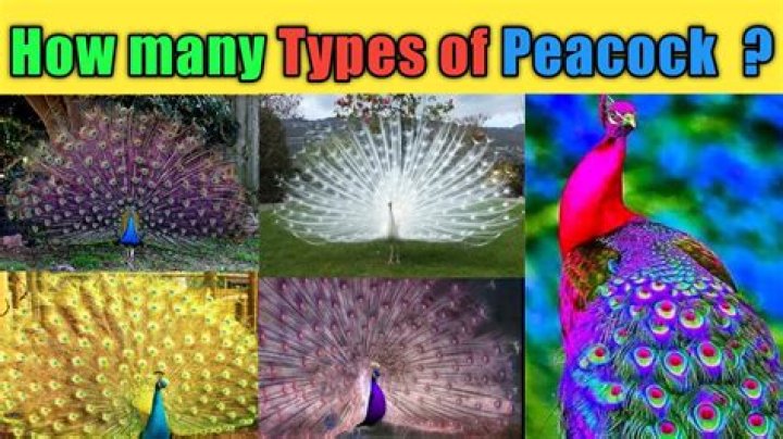How many different colors of peacock are there