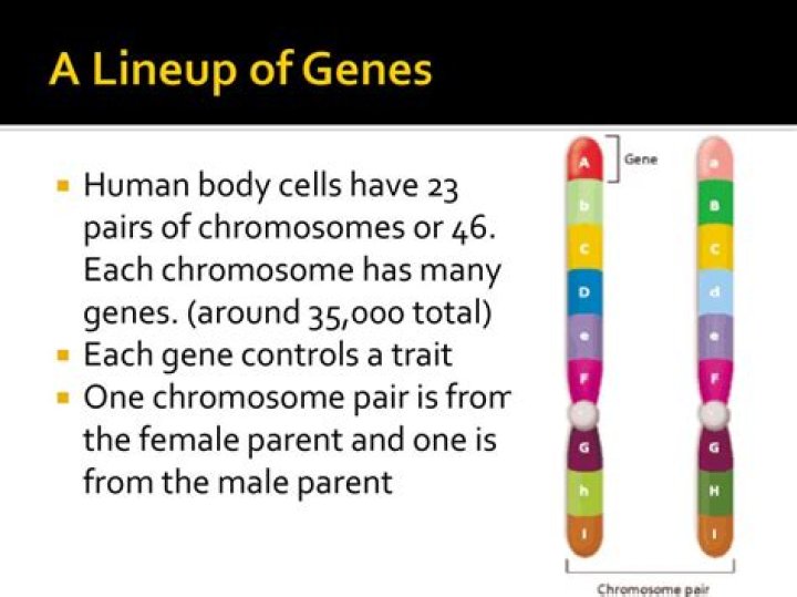 How many genes do humans have in each cell