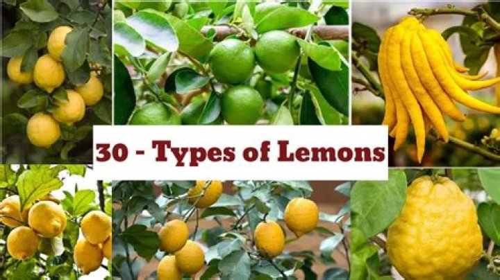 How many types of lemon are there
