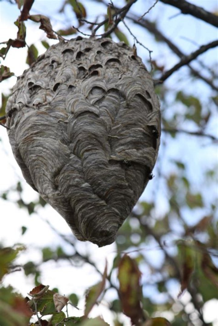How much are hornets nest Worth