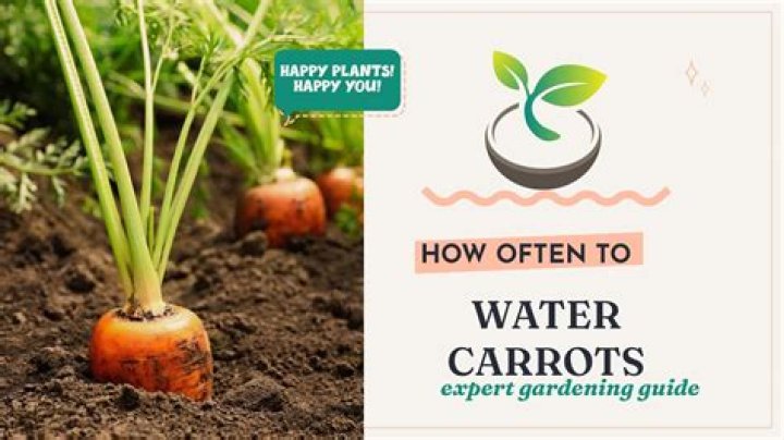How much do you water carrots