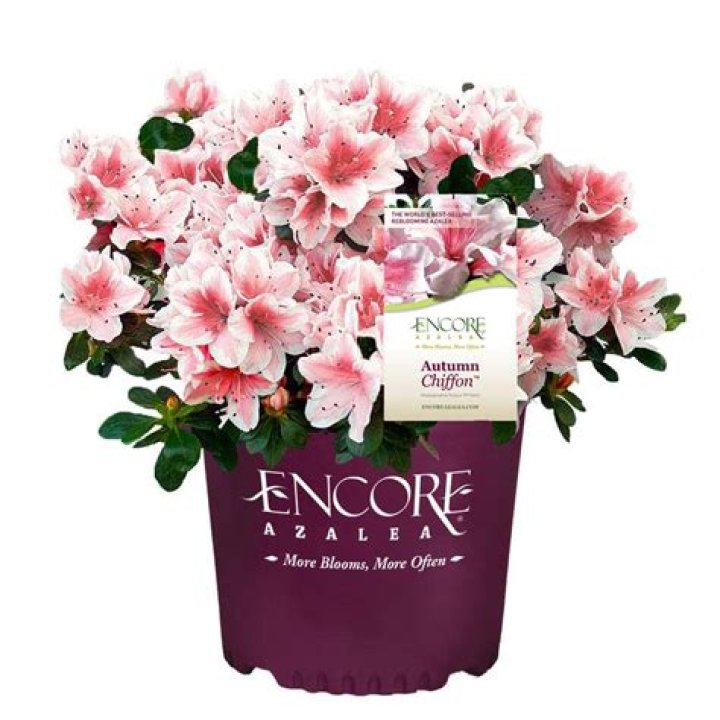 How much sun can Encore azaleas take
