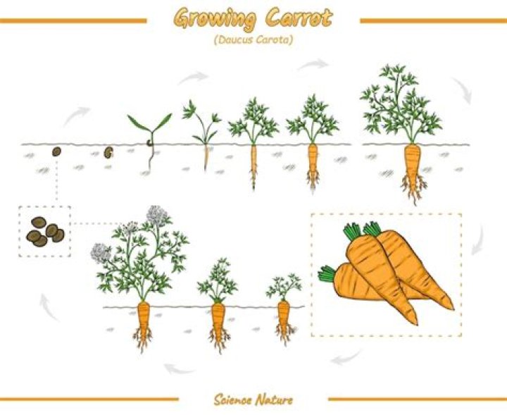 How much water do carrot seeds need