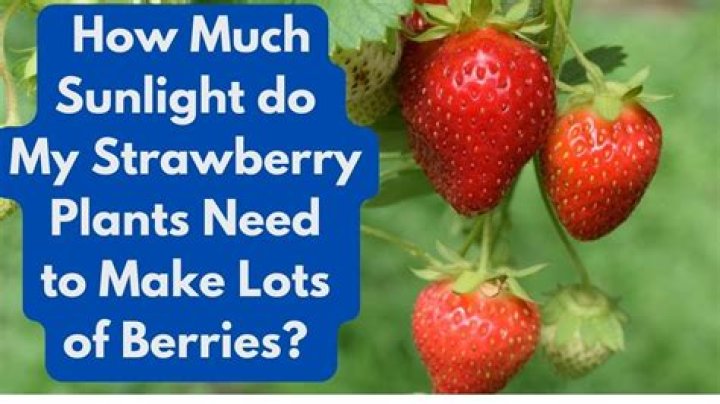How much water do strawberry plants need