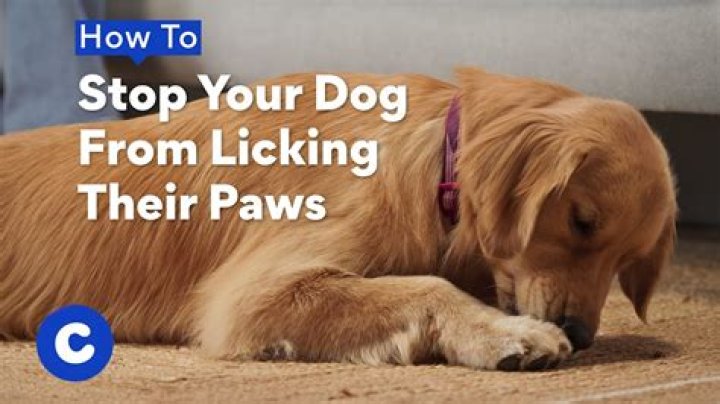 How To Stop Your Dog From Licking The Air