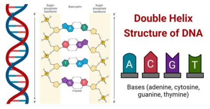 How was the double helix structure of DNA discovered