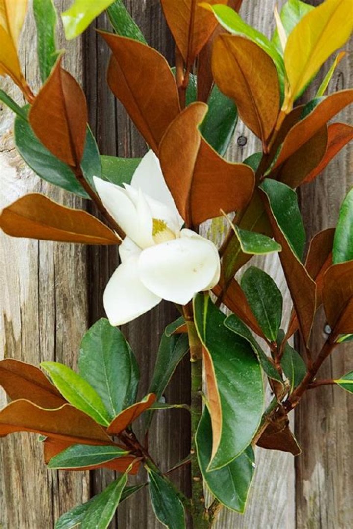 Is a magnolia a flower