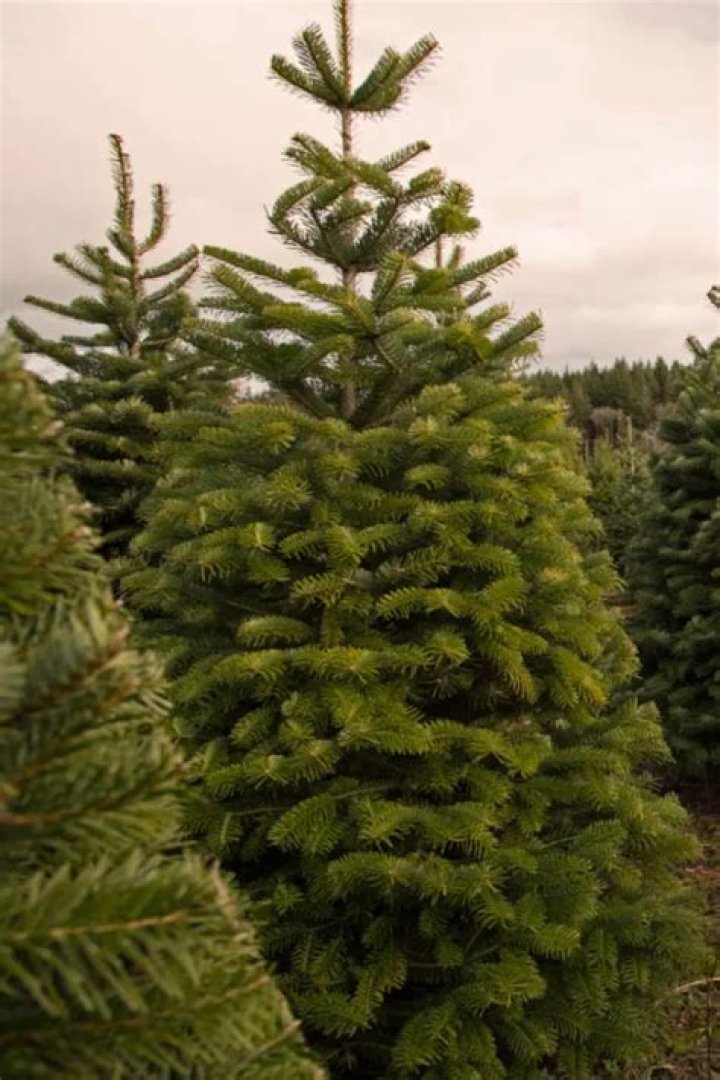 Is a pine tree a Christmas tree