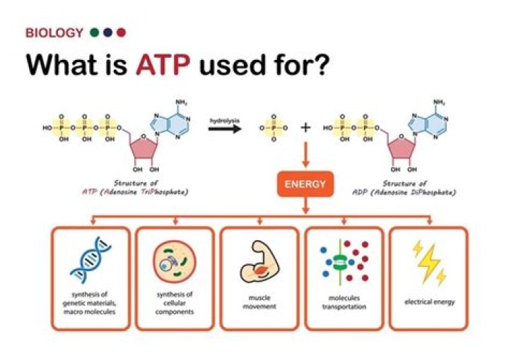 Is ATP found in food