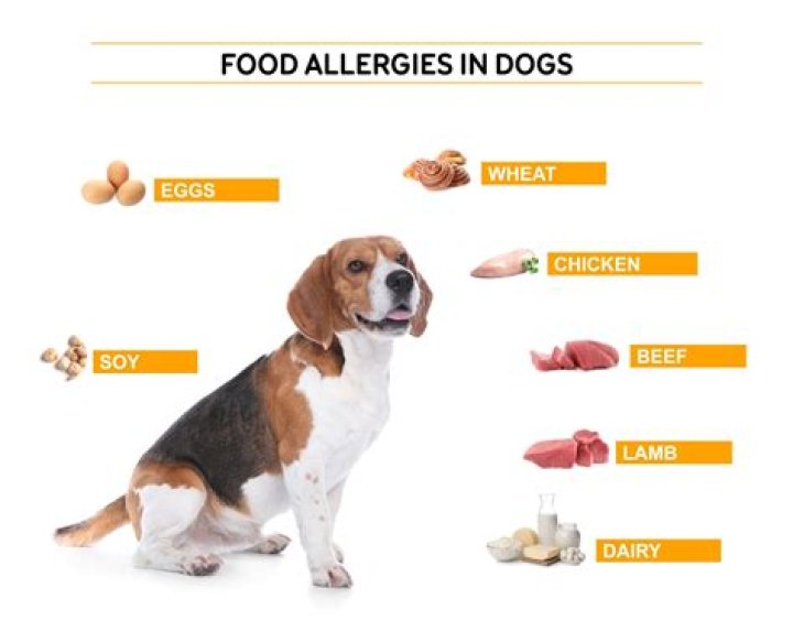 Is Chicken Meal Good For Dogs Who Have Chicken Allergies