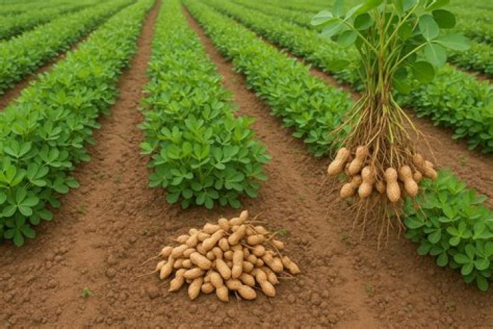 Is groundnut harmful to health