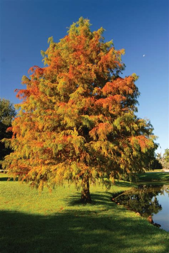 Is Italian cypress a tree