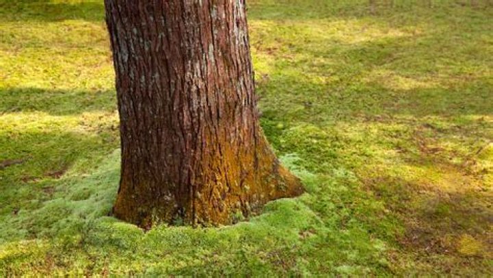 Is Moss good for a pond