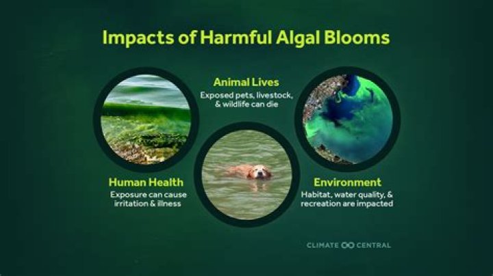 Is talstar harmful to pets
