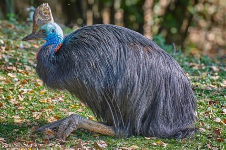 Is the cassowary native to Australia