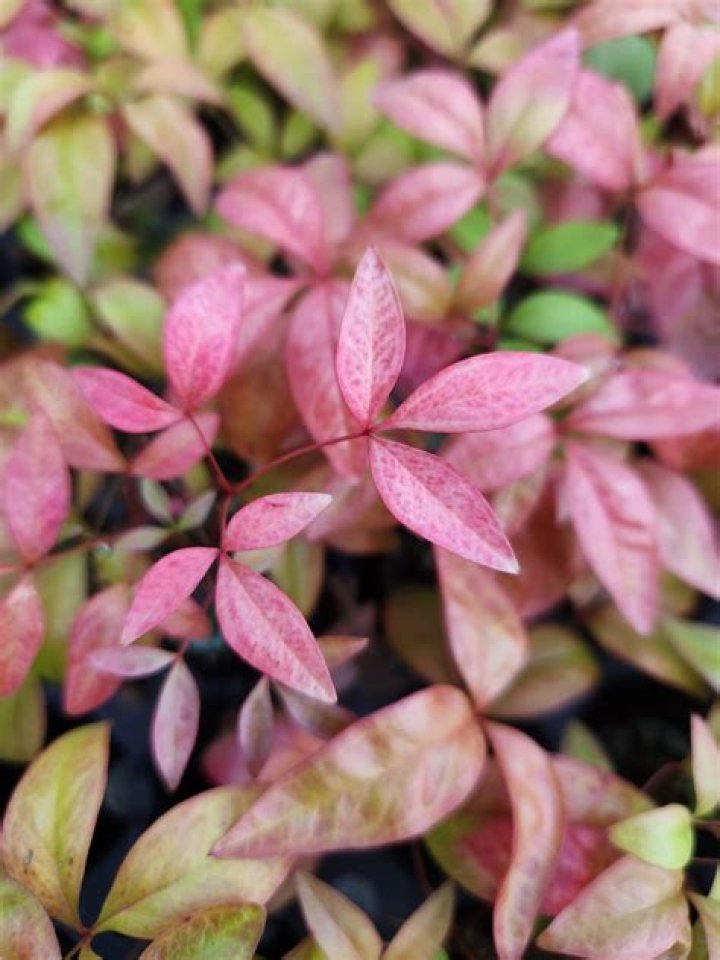 Is there a dwarf nandina