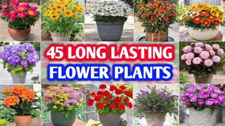 Long lasting flowers - How To Discuss