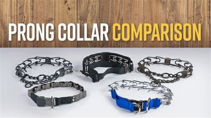 Prong Collar Injuries - How To Discuss
